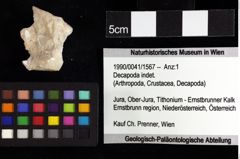 Foto (Objket + Etiketten) von Gastrosacus tuberosiformus (Lörenthey in Lörenthey & Beurlen, 1929) 